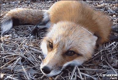 Ren'Py Abandoned Vixens Tail: Betwixt [v0.1.5] [Fluxcarnal]