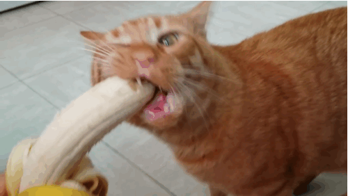 Unity Banana Trainer [v1.2] [BananaHub]