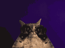 Unity Completed J8 Princess Rhapsody [Final] [Turtle game]
