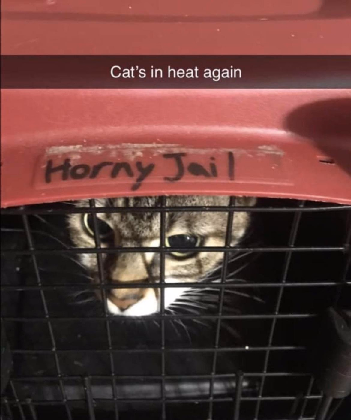 VN Ren'Py Completed Cats in Heat - Summer Fling [Final] [Artoonu]