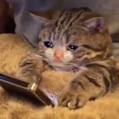 Unity Abandoned Corrupting Mia [v0.11.5] [Boola]