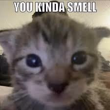 RPGM Completed Furry Kitten Dungeon 2 [Final] [furrychaser]