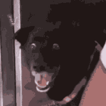 RPGM Completed The Pet Dog Sneaks Up on the Woman Secretly and Uses His Cunning to Ensnare Her [2025-01-12] [Genbu-dou]