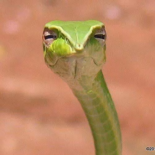 RPGM Completed Snake:Byte [v1.0.7] [Grove Dev]