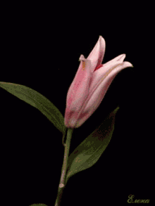 RPGM Completed When the Bud Blooms [v1.1.1] [k4]