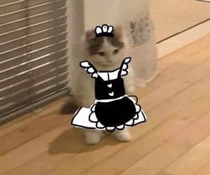 VN Unity Completed I Started Keeping a Cat-Eared Maid: A Lovey-Dovey Cohabitation Life with a Cat-Eared Maid [v0.1.0] [nyarumiyasan]