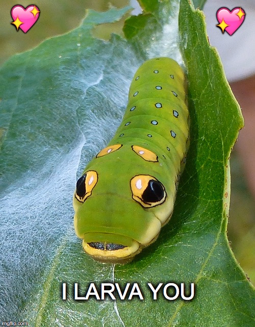 VN Others Completed Larval Excretion [v1.0] [pon]