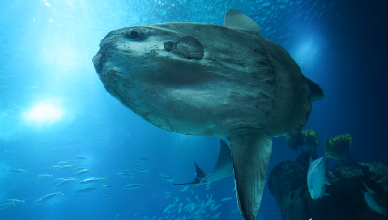 HTML Sunfish City [v0.0.25.2] [Grankor]